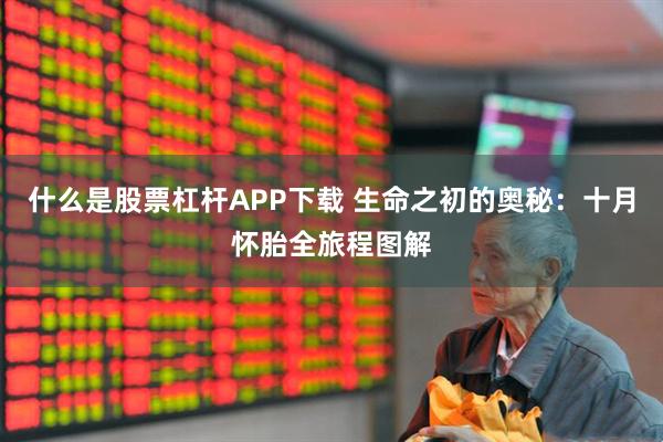 什么是股票杠杆APP下载 生命之初的奥秘：十月怀胎全旅程图解